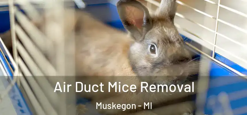 Air Duct Mice Removal Muskegon - MI
